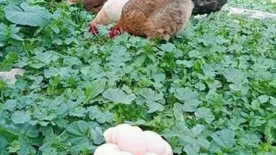 أمي وزوجتي والدجاجات 