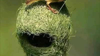 عظمه الخالق ٢