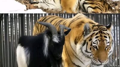موقع أيام نيوز